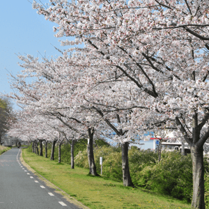 工場前の桜並木